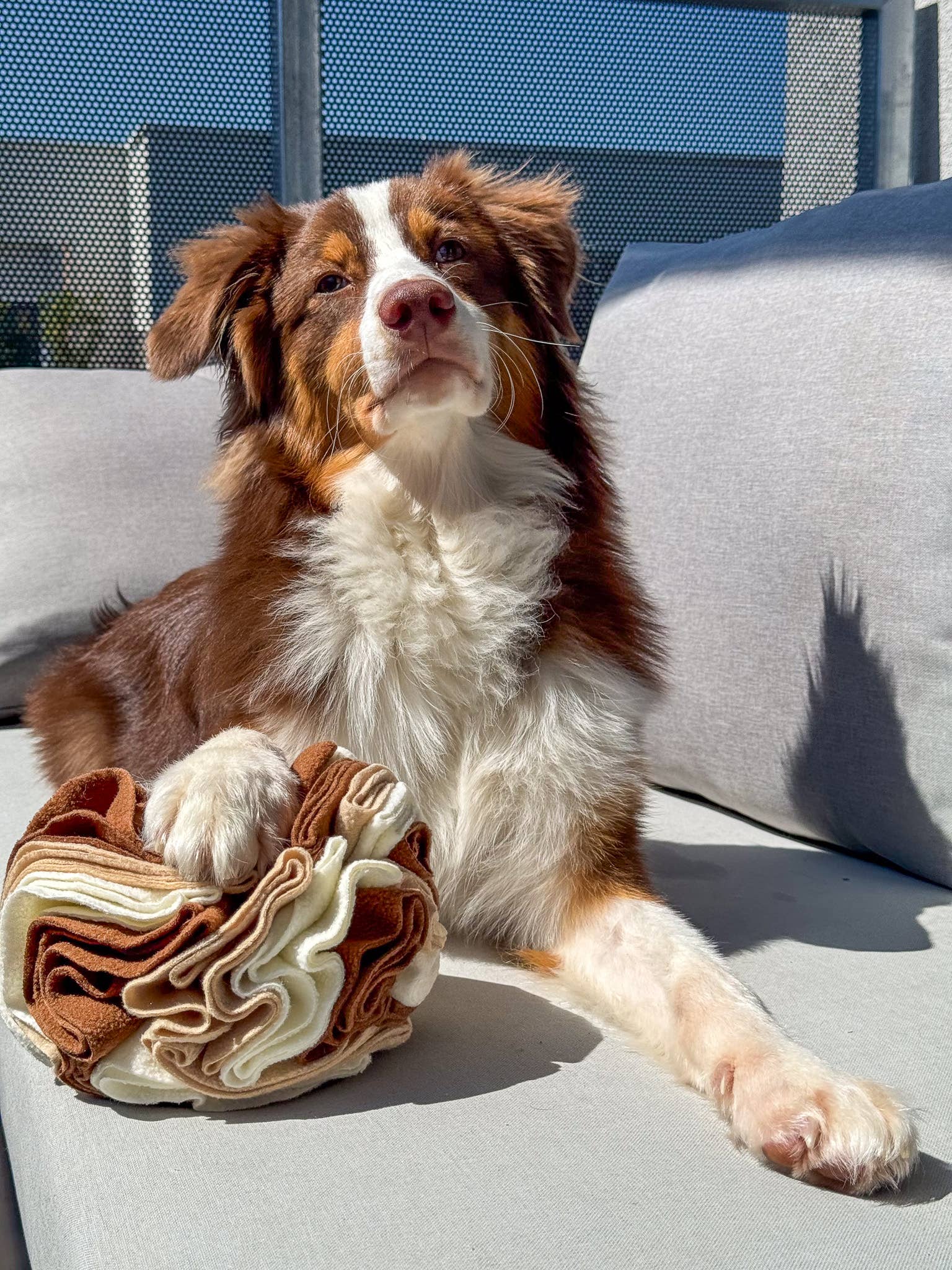 Balle de fouille pour chien