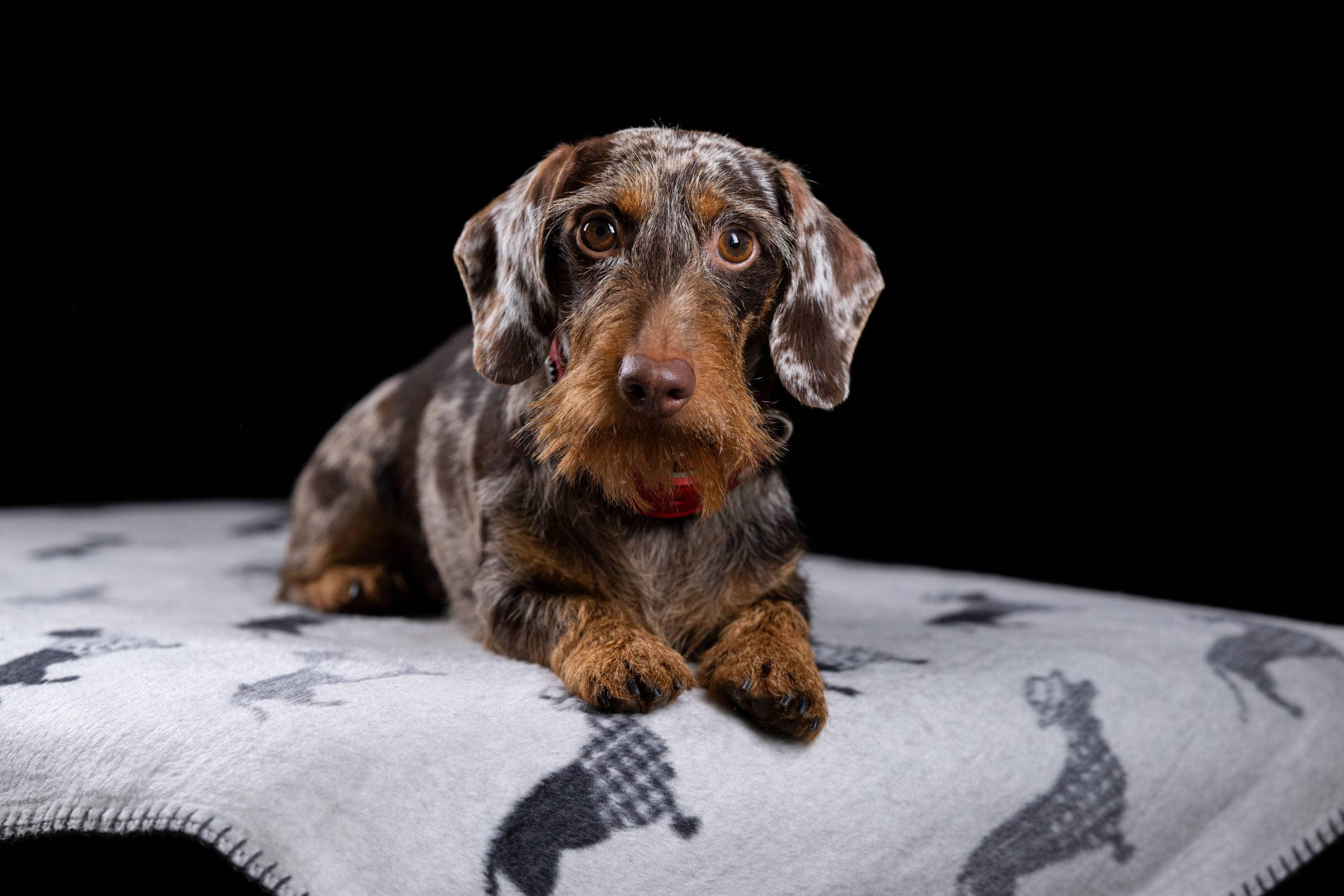 Dachshund Fleece Blanket