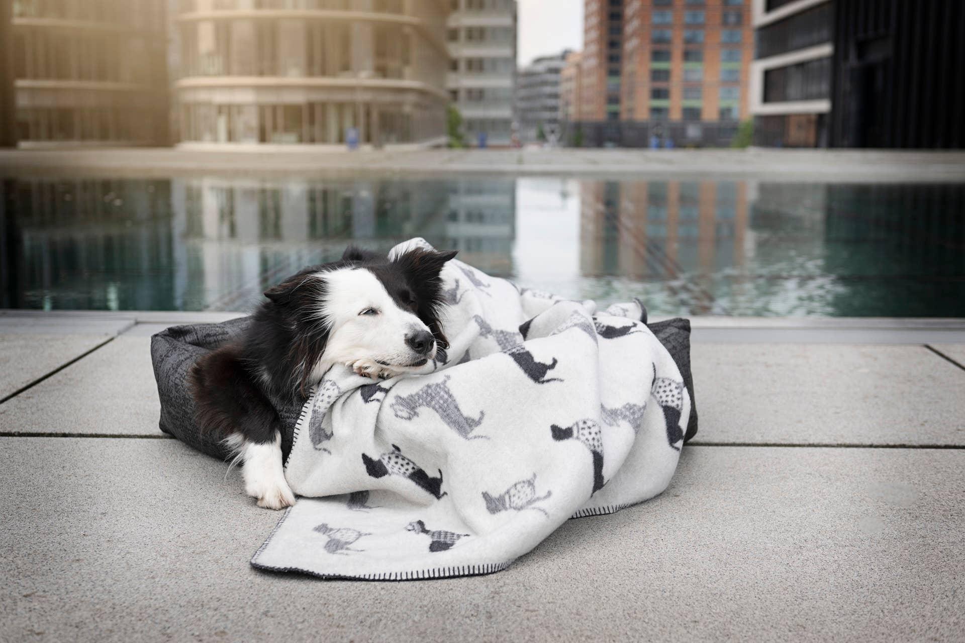 Dachshund Fleece Blanket