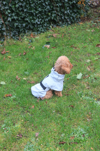 Lichtgrijze regenjas voor honden