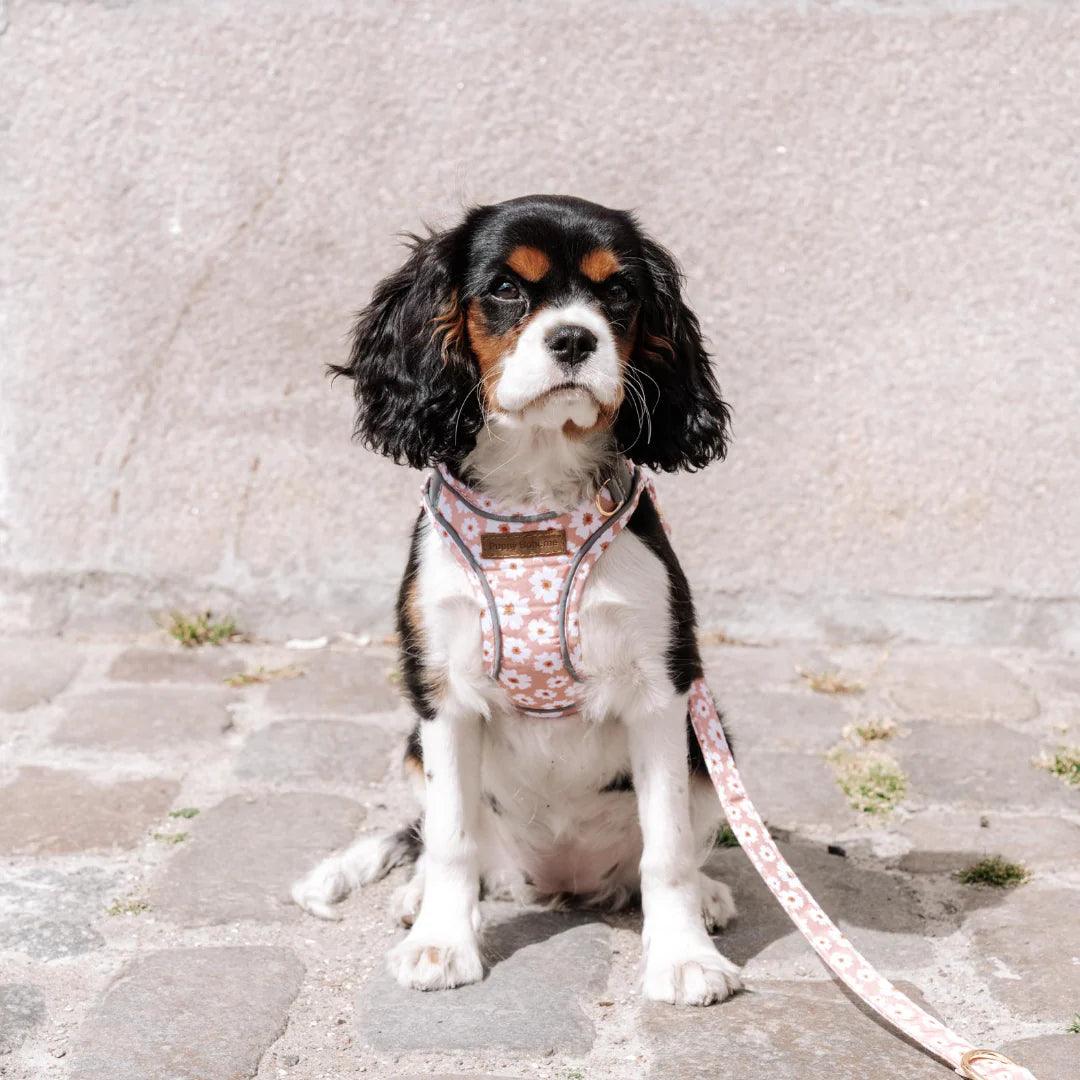 Flora Step-in Harness