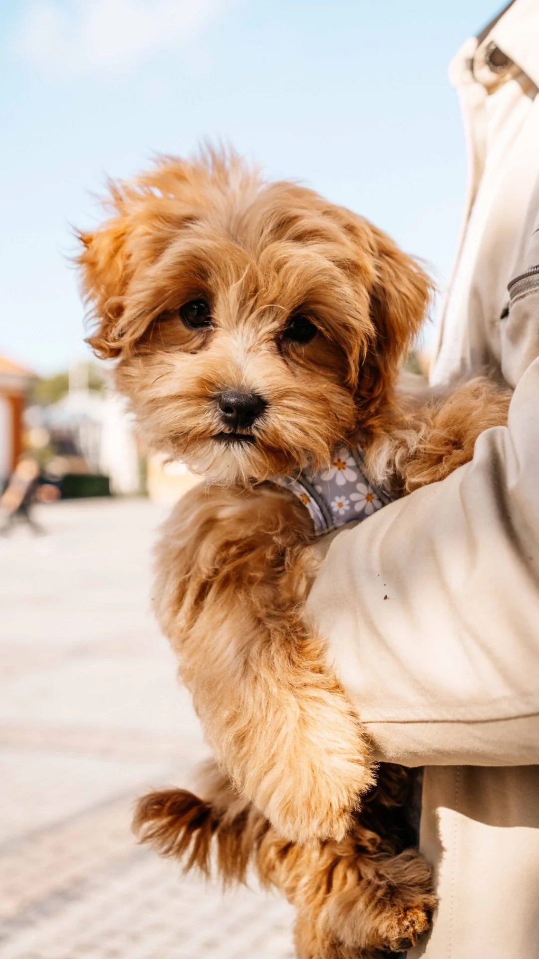 Harnais Step-in Blossom