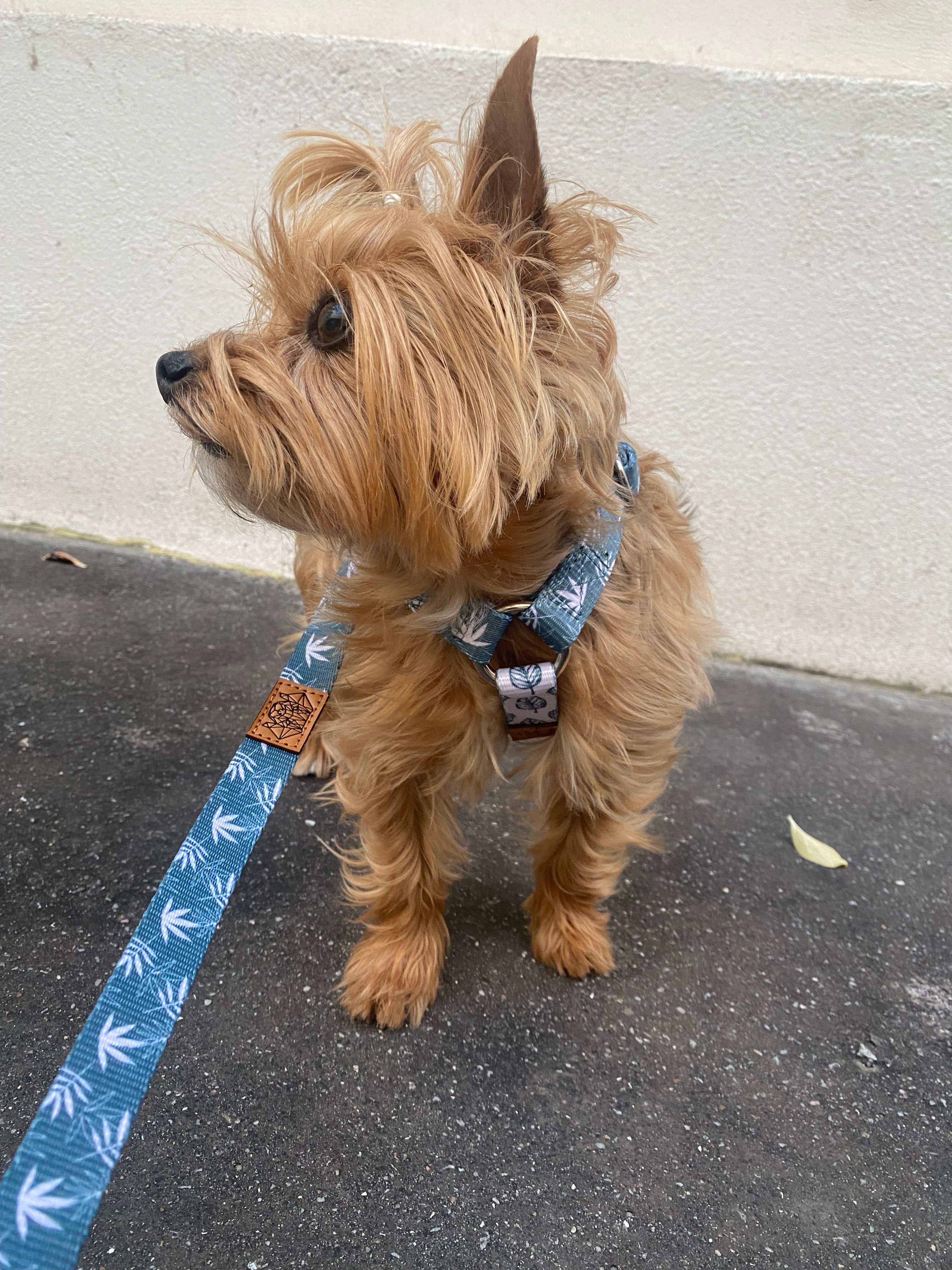 Lil' Stoner Harness