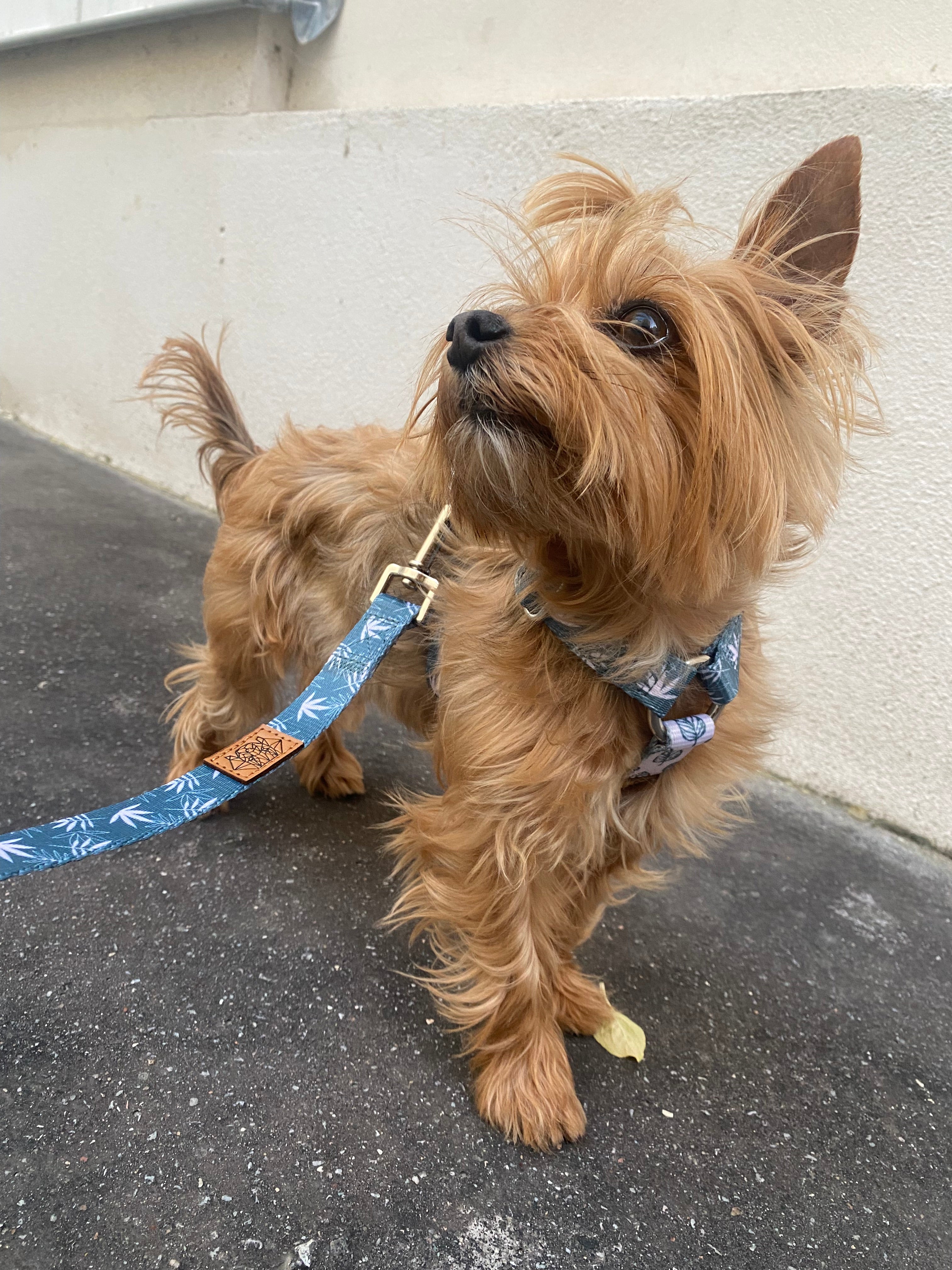 Lil' Stoner Harness