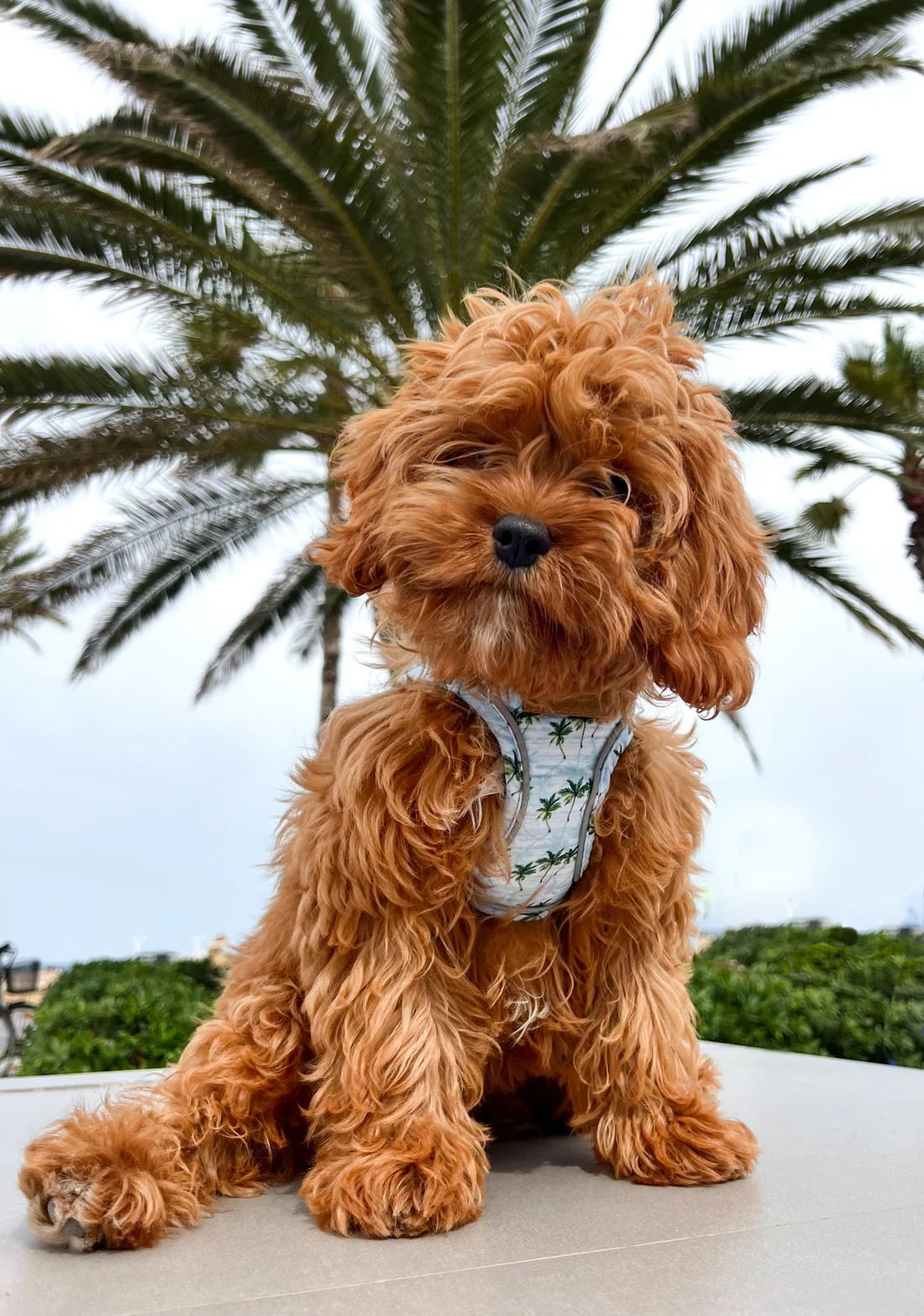 Harnais Step-in Palms