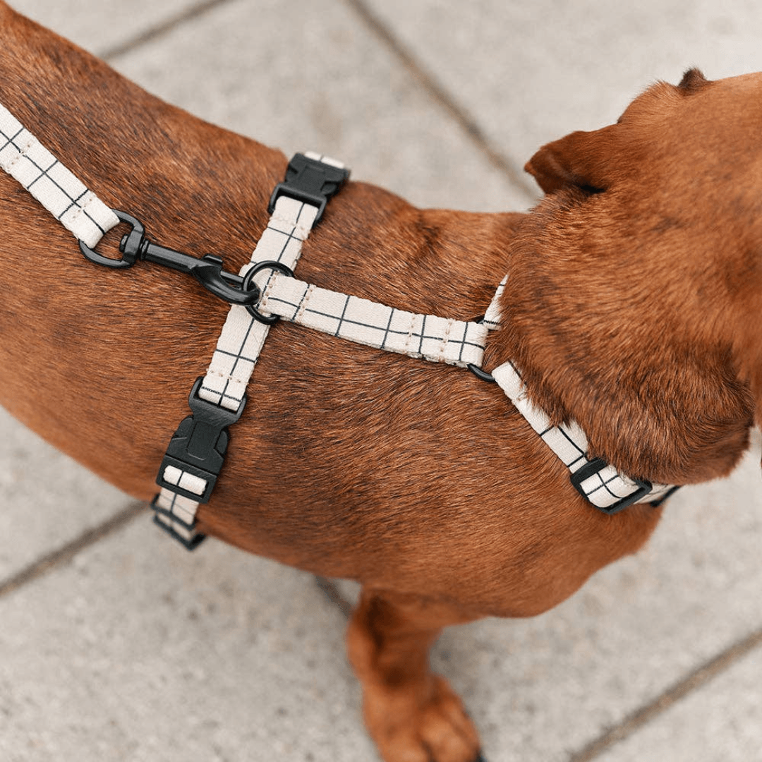 Linea Beige Harness