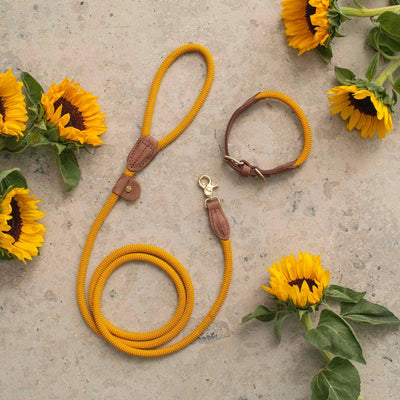 Guinzaglio Sunflower Yellow