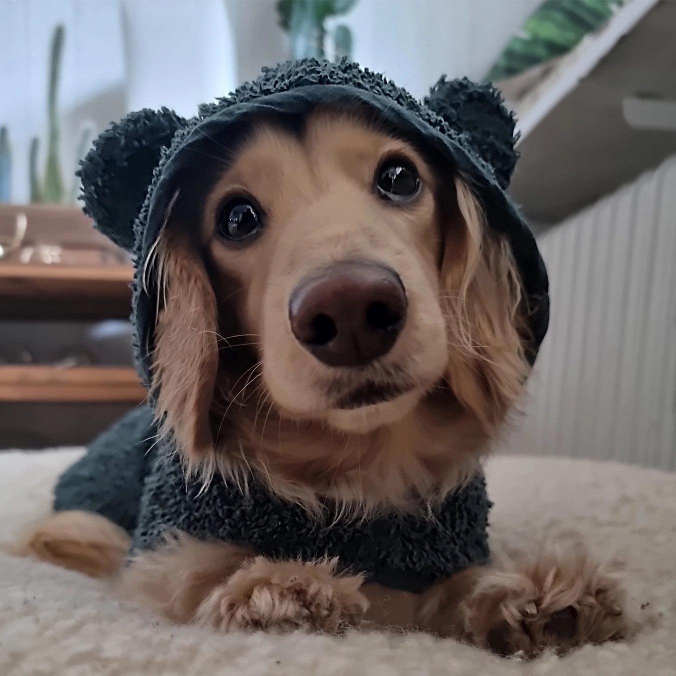 Poncho style bathrobe for dogs