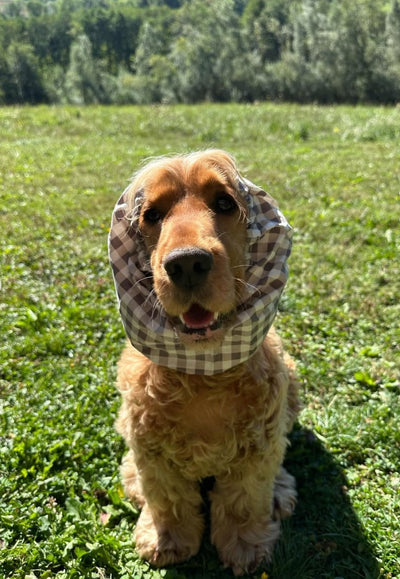 Snood pour cocker Vichy Moka
