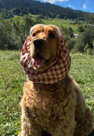 Snood pour cocker Vichy Rose Poudré