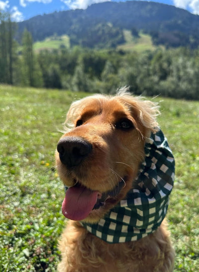 Snood pour cocker Vichy Vert