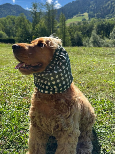 Snood pour cocker Vichy Vert