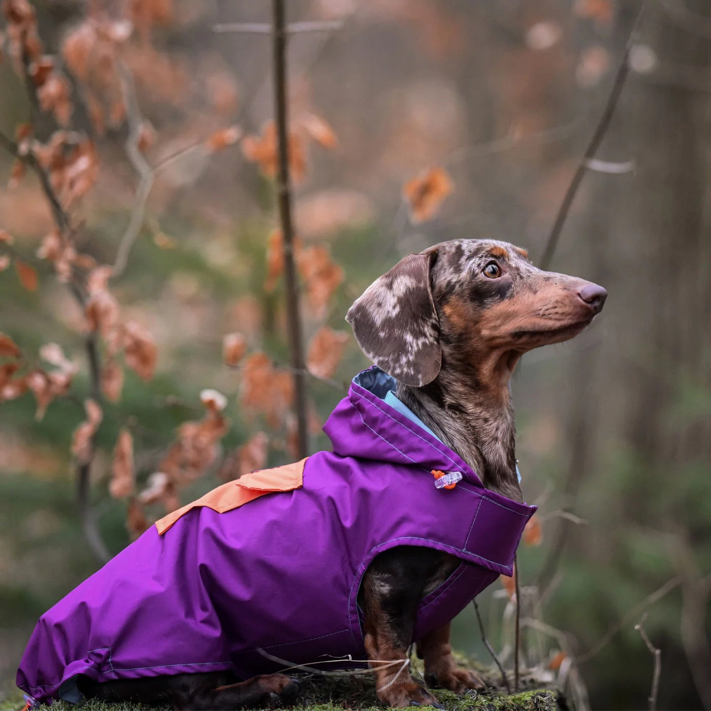 Imperméable tricolore avec capuche