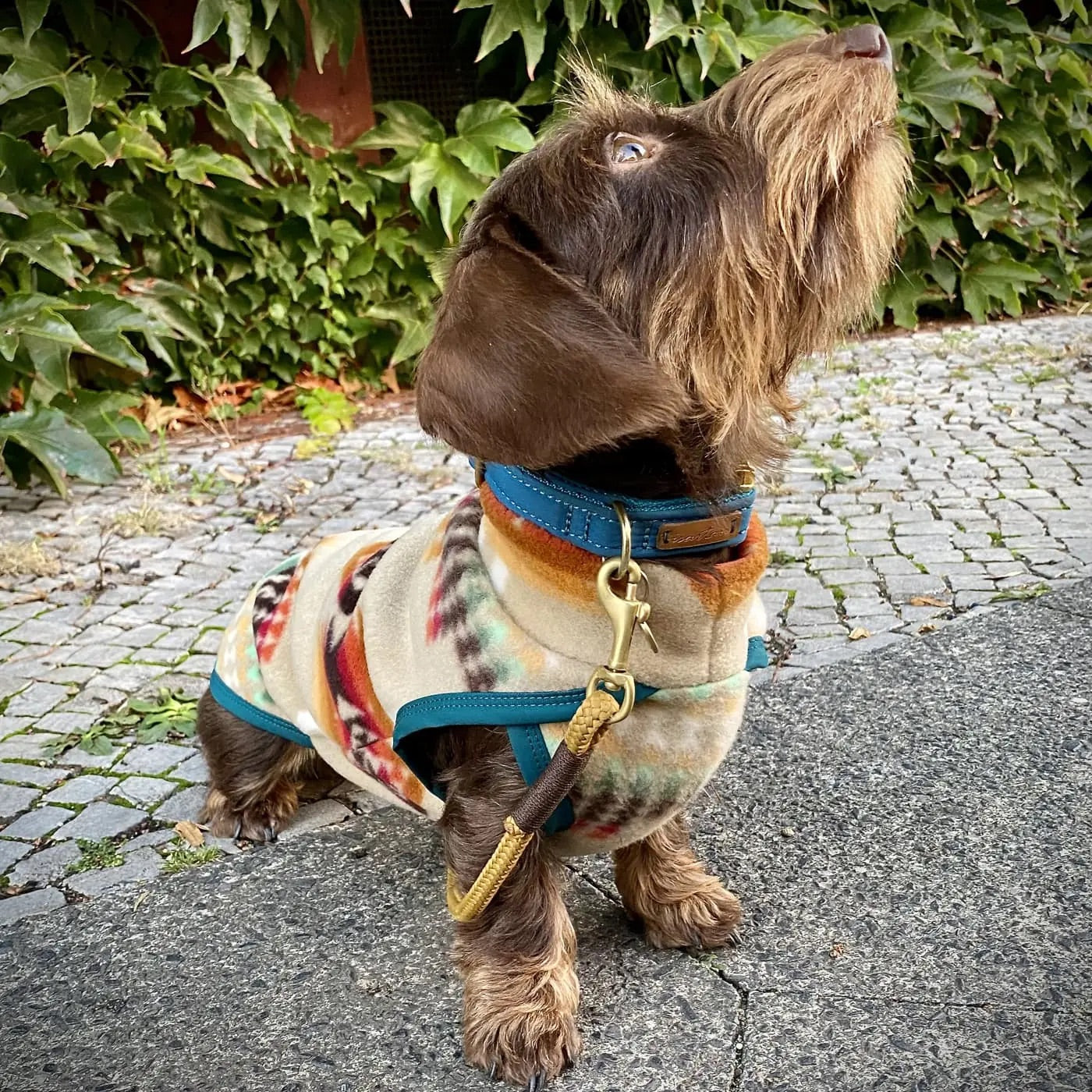 Grand Canyon Fleece for Dachshund