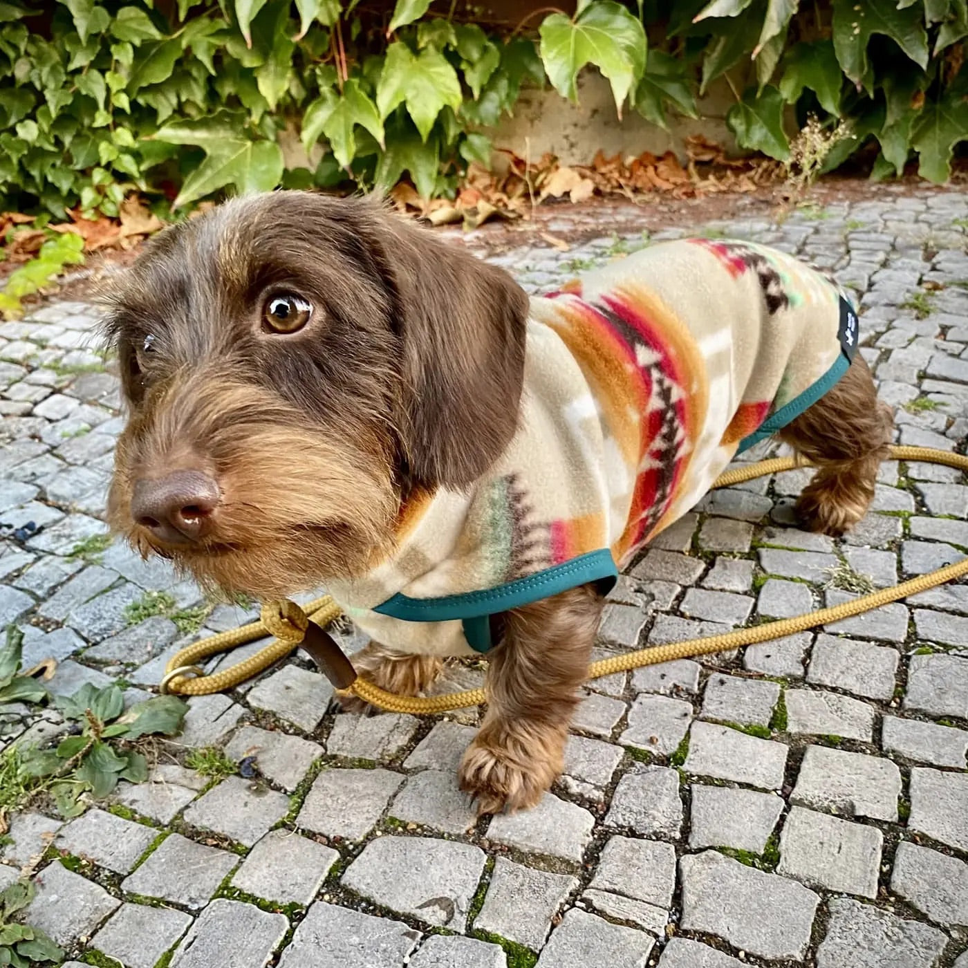 Grand Canyon Fleece for Dachshund