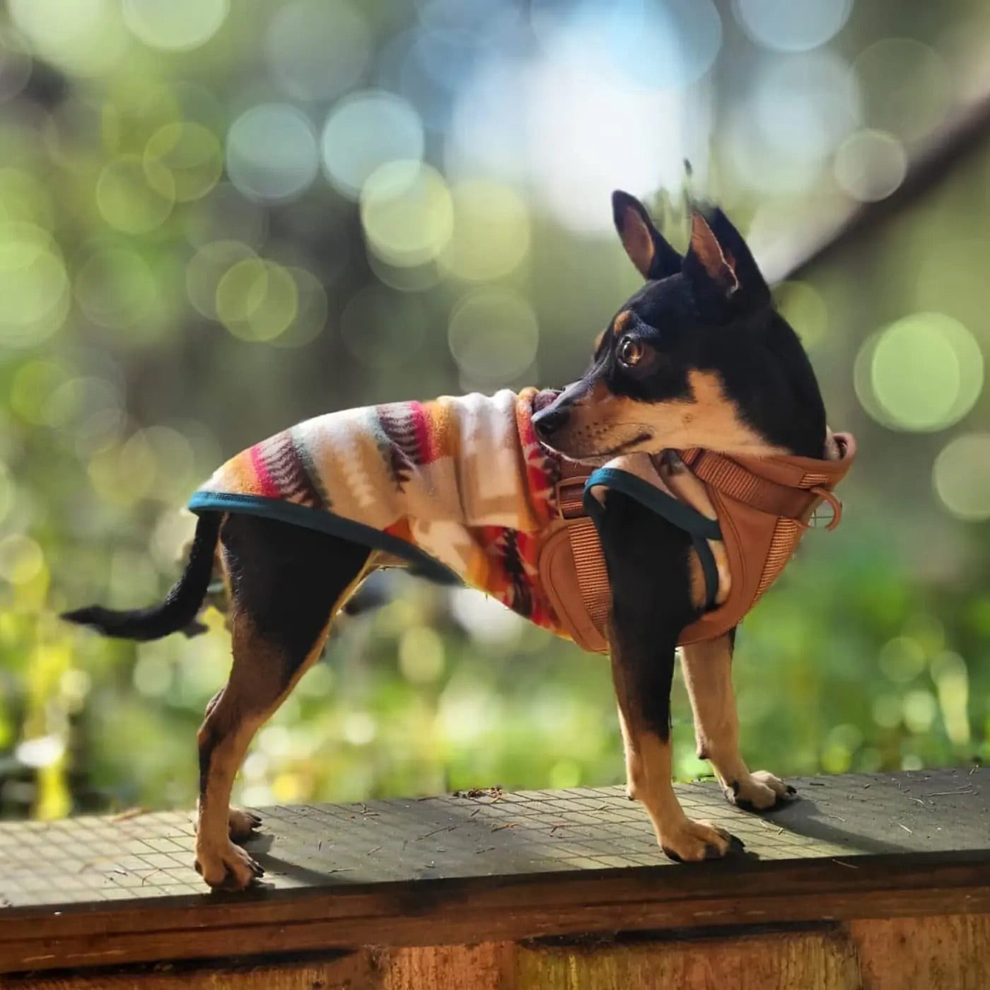 Grand Canyon Fleece for Dachshund