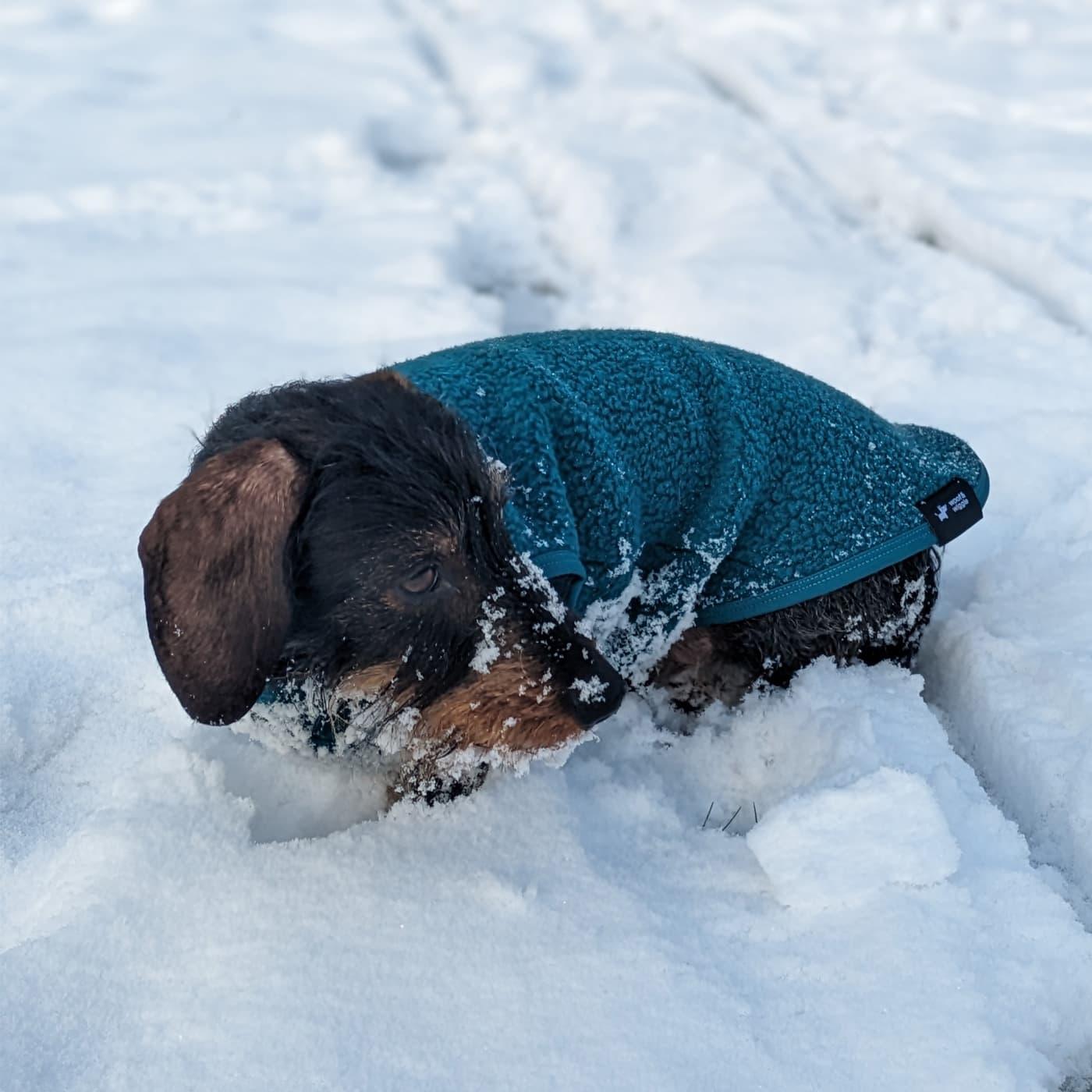 Fleece for Dachshund dogs 